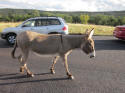 Mule Donkey
