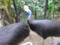Cassowaries