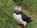 Puffin